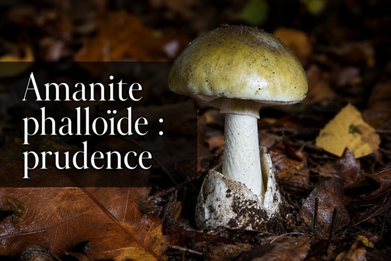 Gros plan d'un champignon amanite phalloïde au chapeau vert olive et pied blanc, entouré de feuilles mortes dans une forêt, éclairage dramatique et texte superposé 'Amanite phalloïde : prudence'.