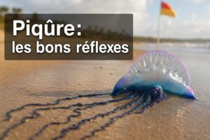 Une galère portugaise (Physalia physalis) échouée sur une plage de sable, son flotteur bleu et translucide brillant au soleil, de longs tentacules fins s'étendant sur le sable mouillé, un drapeau de baignade flou en arrière-plan et le texte 'Piqûre : les bons réflexes' en surimpression.