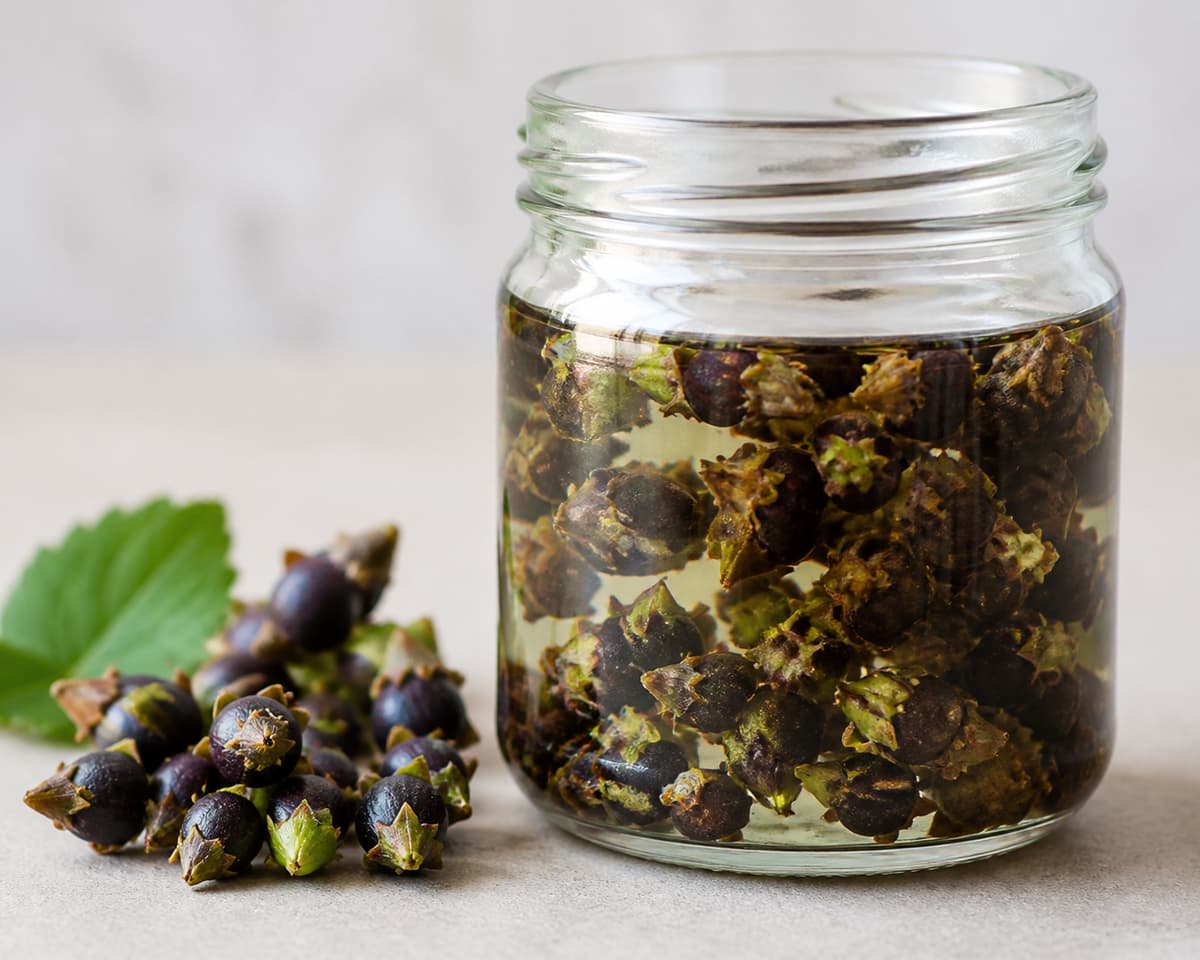 Bocal en verre rempli de bourgeons de cassis et de liquide translucide, posé sur une surface claire, avec des bourgeons frais à côté.